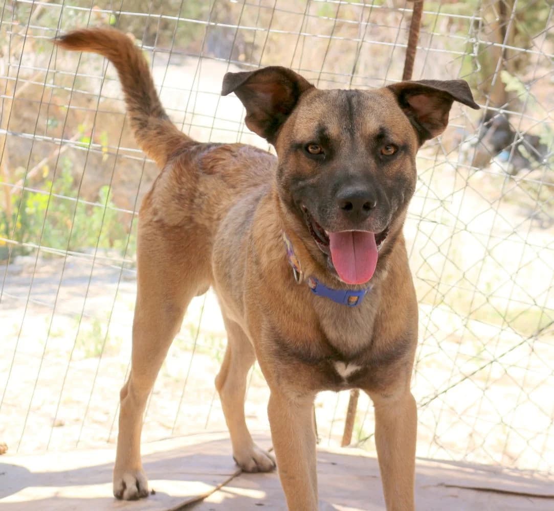 Mario, male young Mixed Breed for adoption at Hundehilfe Kreta e.V.
