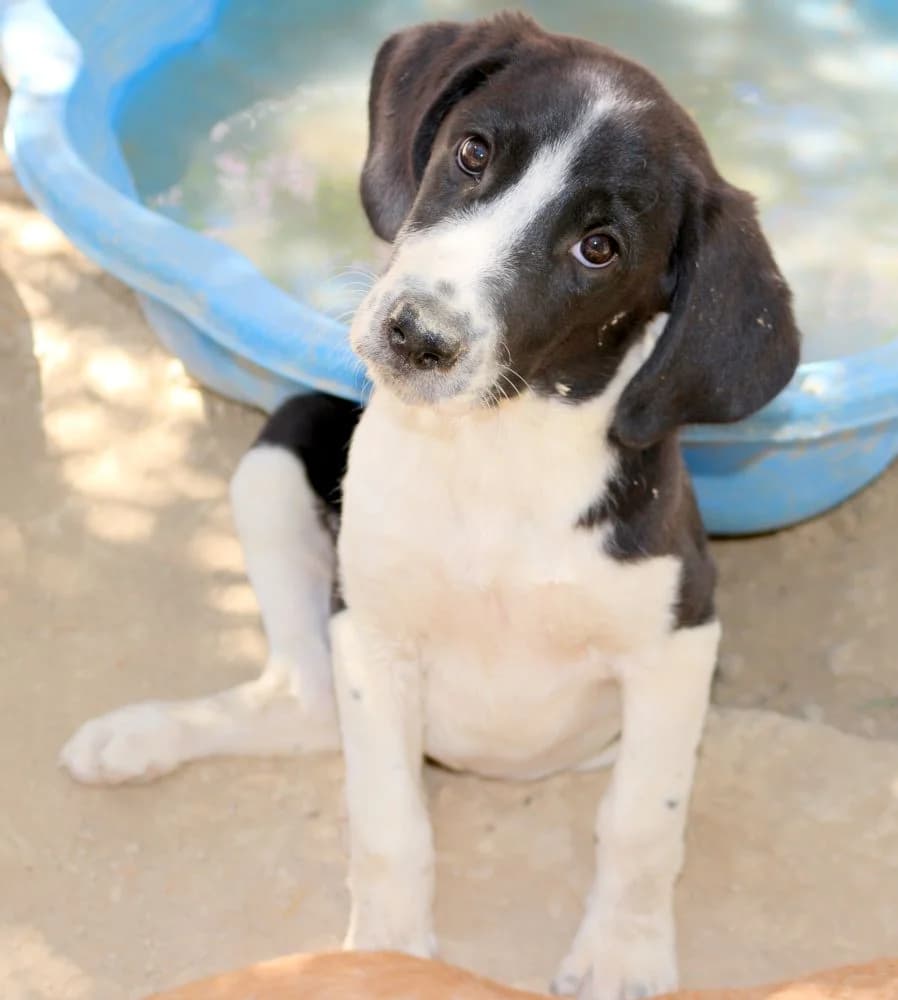 Mayla, female puppy Mixed Breed for adoption at Hundehilfe Kreta e.V.