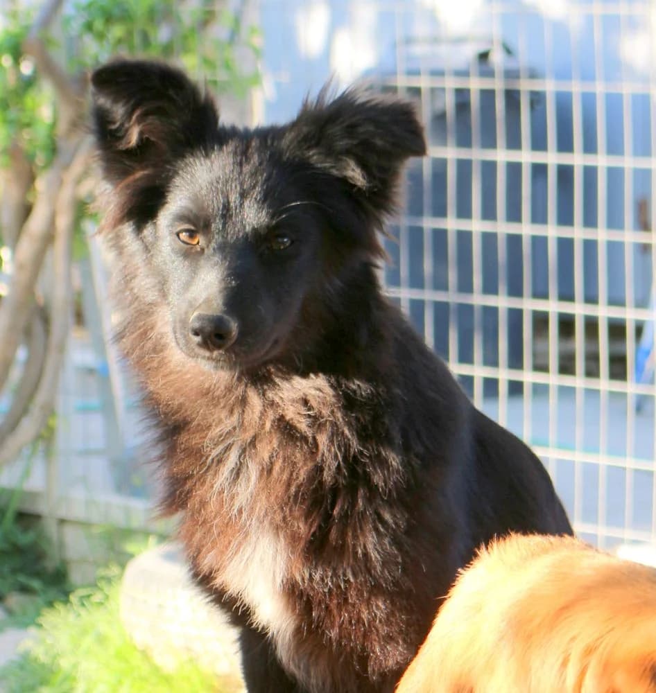 Melanie, female 3yo Mixed Breed for adoption at Hundehilfe Kreta e.V.