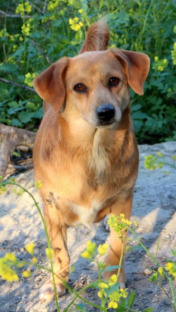 Molly, female 4yo Mixed Breed for adoption at Hundehilfe Kreta e.V.