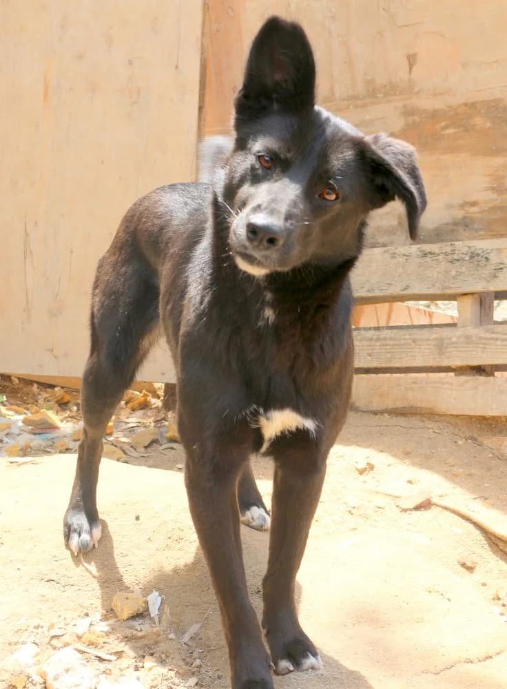 Nora, female 3yo Mixed Breed for adoption at Hundehilfe Kreta e.V.