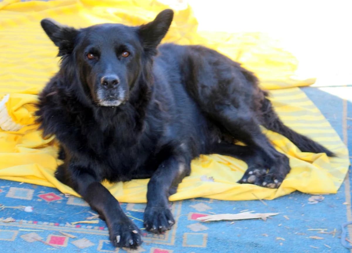 Rosa, female puppy Mixed Breed for adoption at Hundehilfe Kreta e.V.