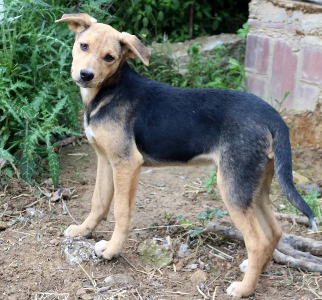 Schlumpfi, male puppy Mixed Breed for adoption at Hundehilfe Kreta e.V.