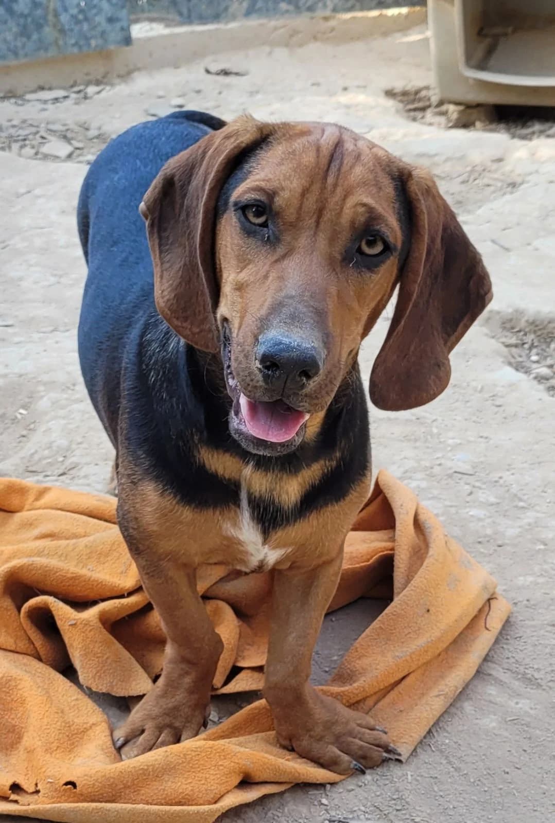 Scooter, male puppy Mixed Breed for adoption at Hundehilfe Kreta e.V.