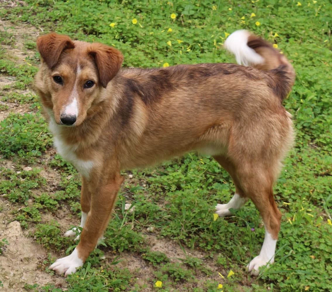 Speedy, male 5yo Mixed Breed for adoption at Hundehilfe Kreta e.V.