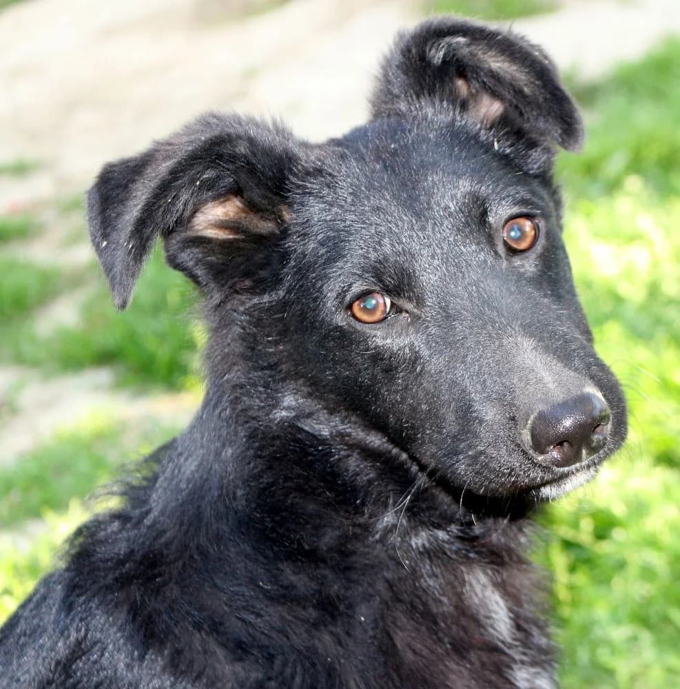 Sunshine, male 3yo Mixed Breed for adoption at Hundehilfe Kreta e.V.