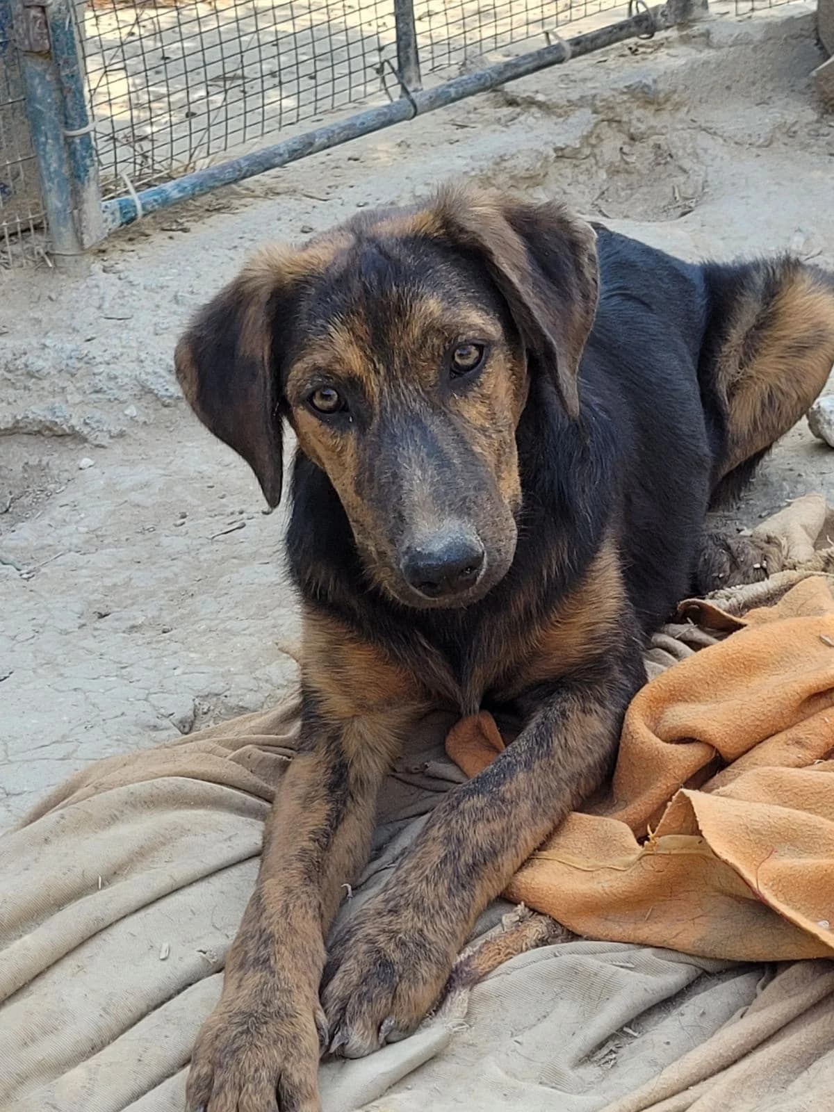 Teddy, male puppy Mixed Breed for adoption at Hundehilfe Kreta e.V.