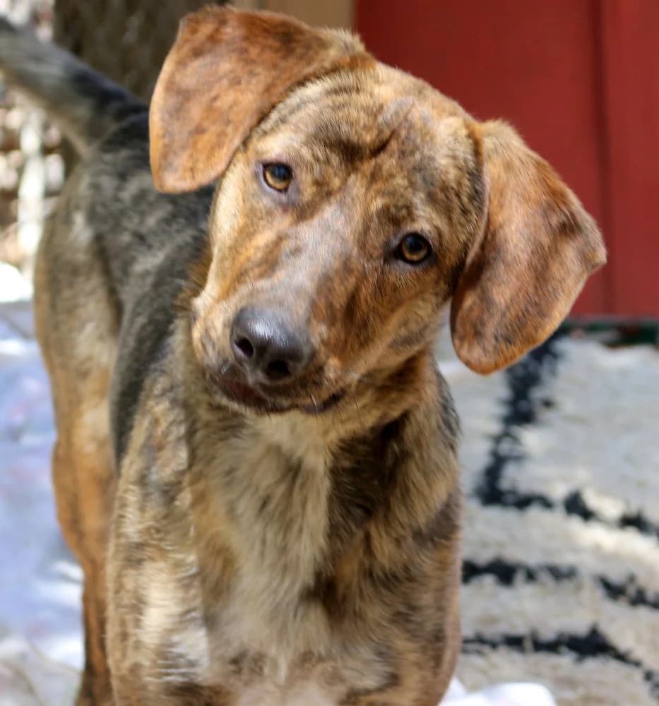 Vana, female puppy Mixed Breed for adoption at Hundehilfe Kreta e.V.