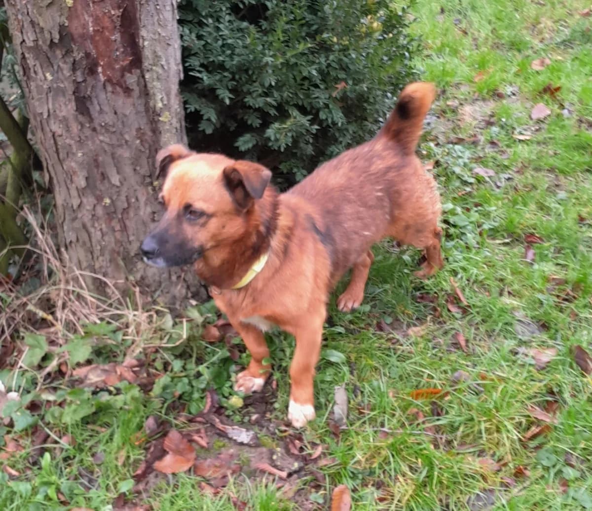 Veitli, male 5yo Mixed Breed for adoption at Hundehilfe Kreta e.V.
