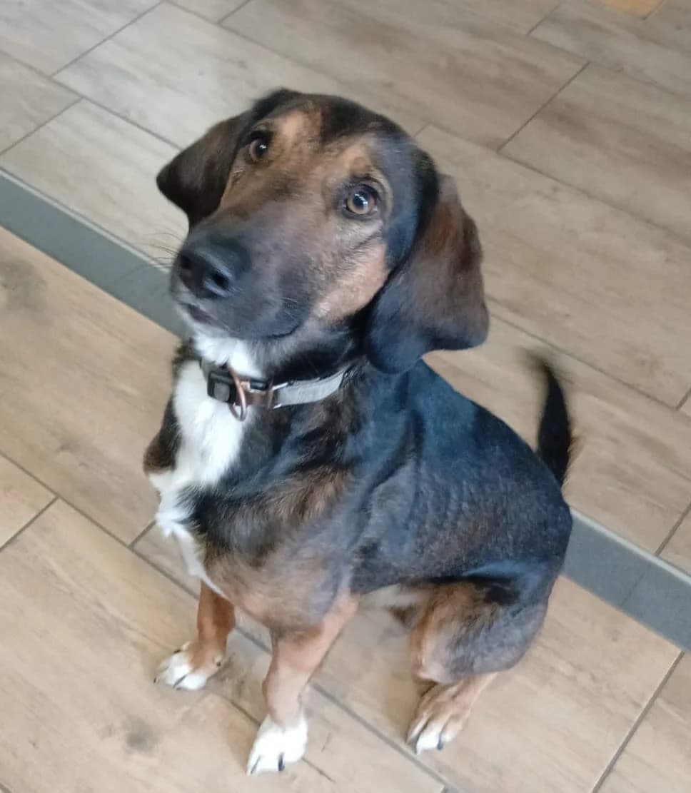 Wimbi, male young Mixed Breed for adoption at Hundehilfe Kreta e.V.