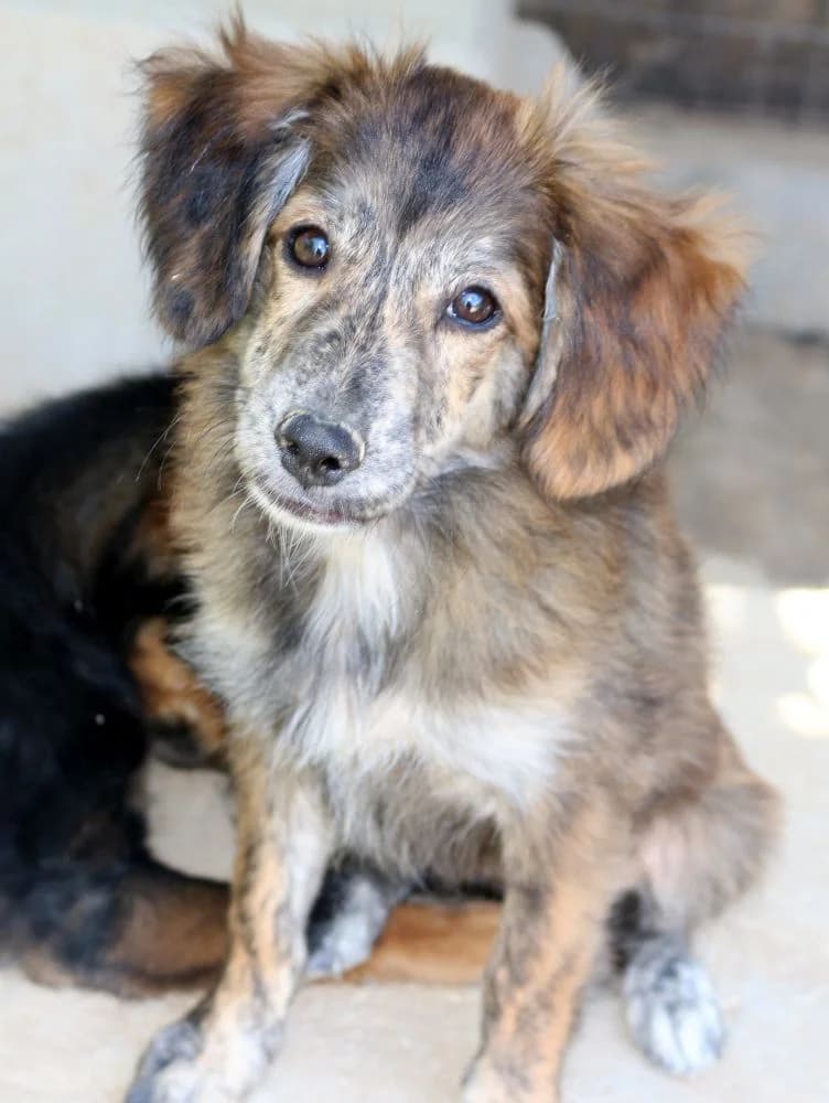 Woozle, female puppy Mixed Breed for adoption at Hundehilfe Kreta e.V.