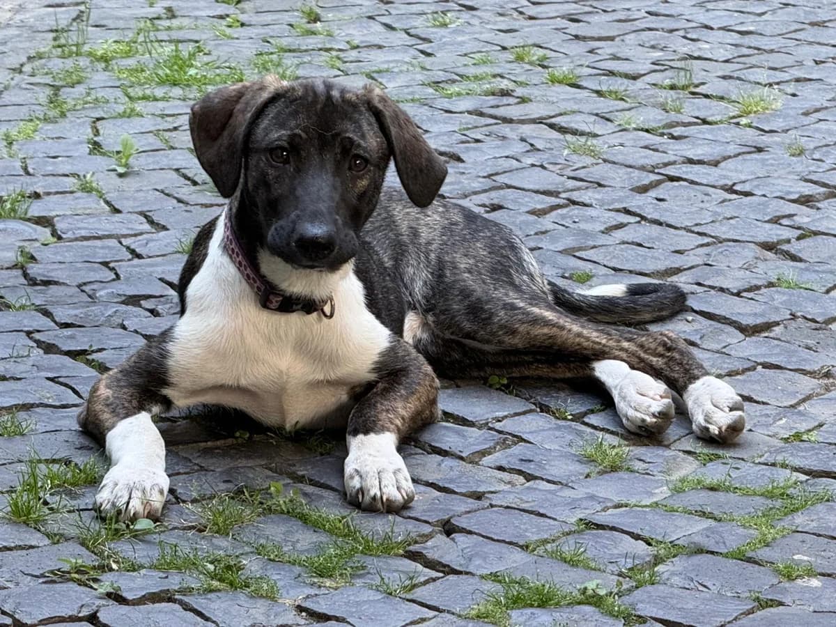 Yasmin, gold female puppy Mixed Breed for adoption at Hundehilfe Kreta e.V.