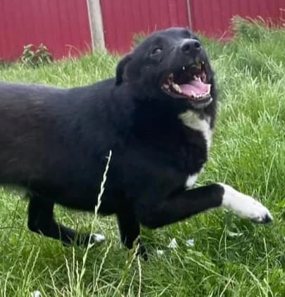 MERLE, female Mixed Breed for adoption at Hundehilfe Lucky Stray e.V.