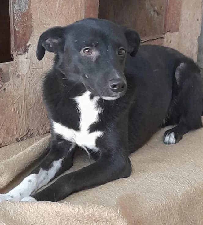MERLE, female Mixed Breed for adoption at Hundehilfe Lucky Stray e.V.