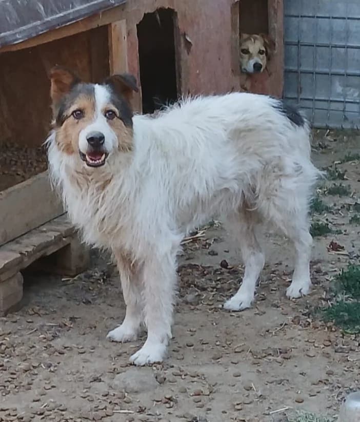 BOND, male Mixed Breed for adoption at Hundehilfe Lucky Stray e.V.