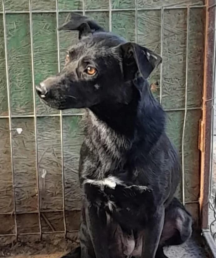 CELE, female Mixed Breed for adoption at Hundehilfe Lucky Stray e.V.