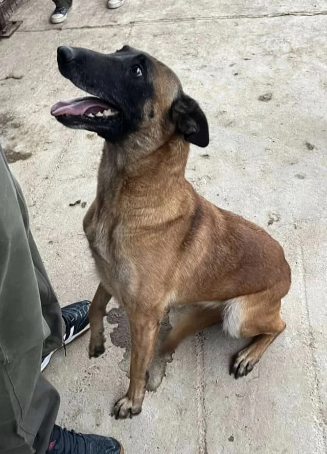 RITA, female Mixed Breed for adoption at Hundehilfe Lucky Stray e.V.
