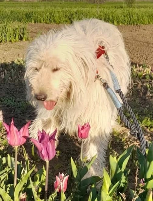 THELMA, female Mixed Breed for adoption at Hundehilfe Lucky Stray e.V.
