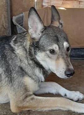 ATTILA, male Mixed Breed for adoption at Hundehilfe Lucky Stray e.V.