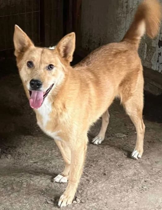 MILOS, male Mixed Breed for adoption at Hundehilfe Lucky Stray e.V.