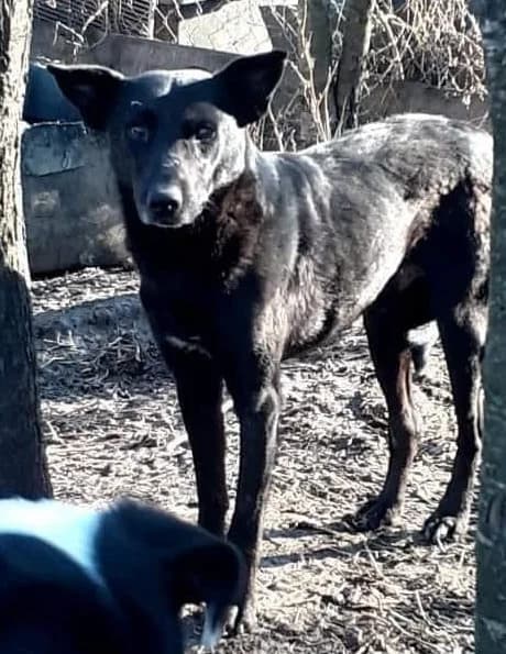 BLACKY, male Mixed Breed for adoption at Hundehilfe Lucky Stray e.V.