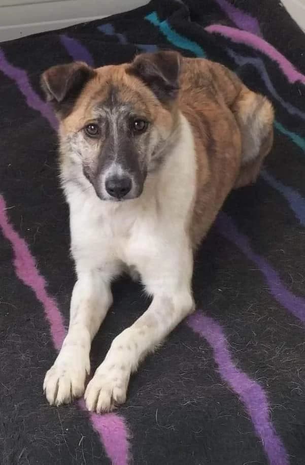 SAVANNAH, female Mixed Breed for adoption at Hundehilfe Lucky Stray e.V.