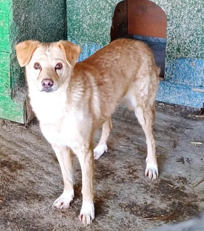 BIJOU, female senior Mixed Breed for adoption at Hundehilfe Lucky Stray e.V.