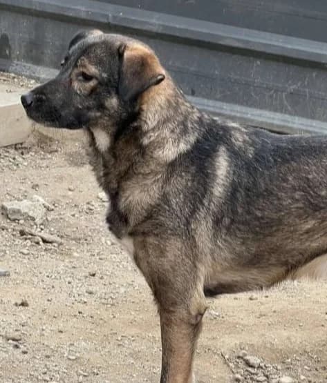 BELLA LUCY, female 4yo Mixed Breed for adoption at Hundehilfe Lucky Stray e.V.