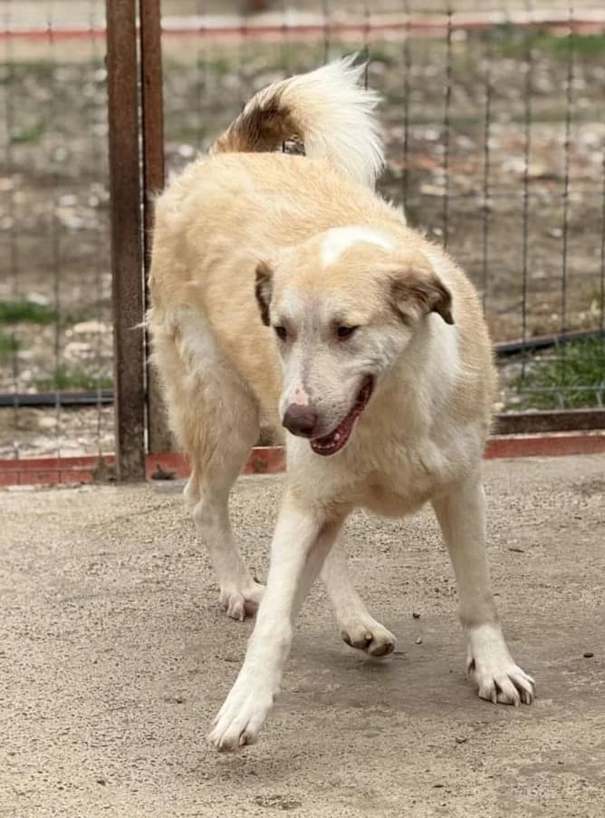 FUCHUR, male Mixed Breed for adoption at Hundehilfe Lucky Stray e.V.