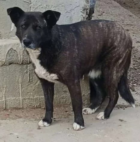 NORA, female Mixed Breed for adoption at Hundehilfe Lucky Stray e.V.