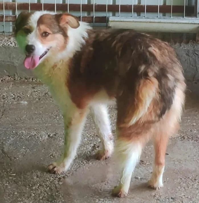 SNOOPY, female mixed breed for adoption at Hundehilfe Lucky Stray e.V.