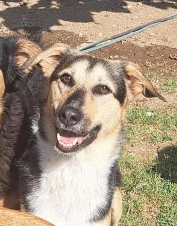 CASSANDRA, female Mixed Breed for adoption at Hundehilfe Lucky Stray e.V.