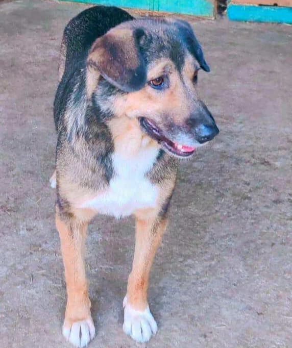 SCAPIN, male mixed breed for adoption at Hundehilfe Lucky Stray e.V.