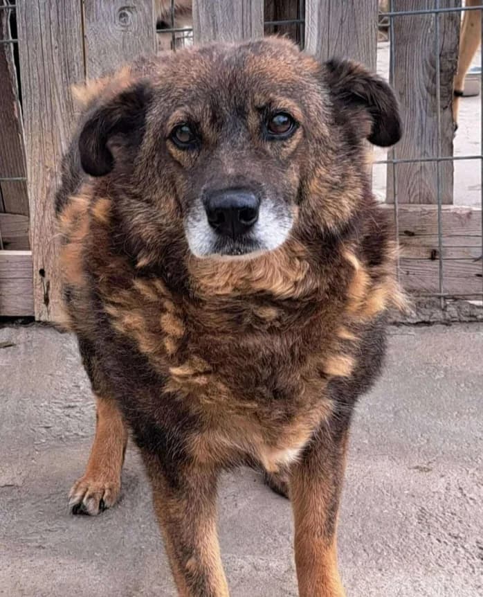 WILLY, male mixed breed for adoption at Hundehilfe Lucky Stray e.V.