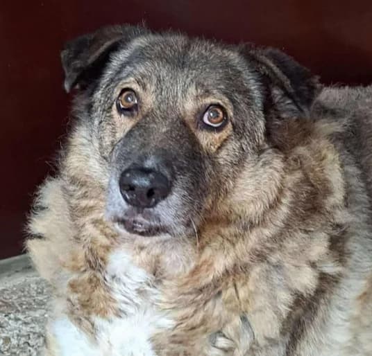 PELLE, male mixed breed for adoption at Hundehilfe Lucky Stray e.V.