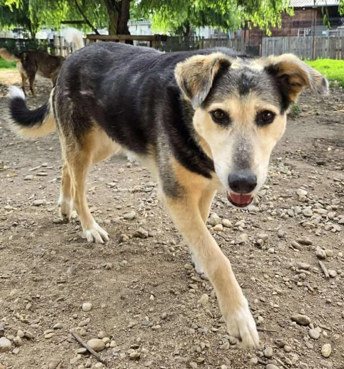 FELICITAS, female Mixed Breed for adoption at Hundehilfe Lucky Stray e.V.