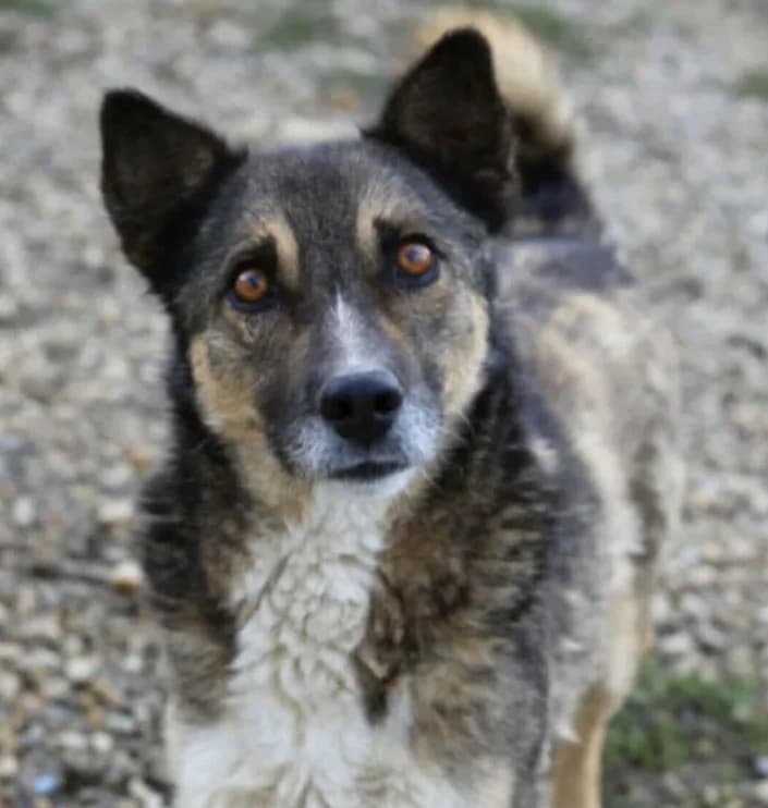 IANTO, male Mixed Breed for adoption at Hundehilfe Lucky Stray e.V.