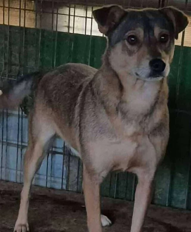 LOCO, male Mixed Breed for adoption at Hundehilfe Lucky Stray e.V.