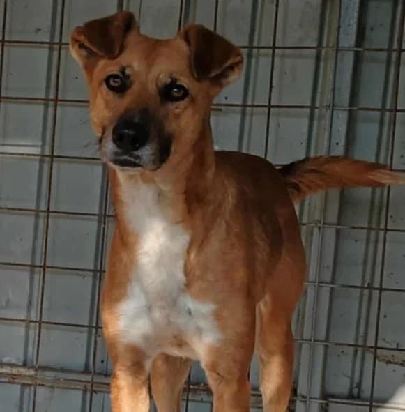 FOX, male Mixed Breed for adoption at Hundehilfe Lucky Stray e.V.
