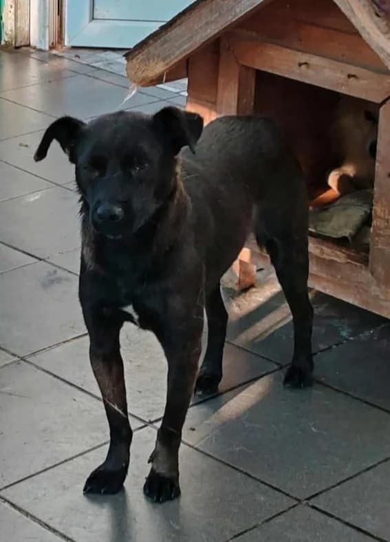 CARLO, male Mixed Breed for adoption at Hundehilfe Lucky Stray e.V.