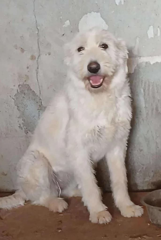 THELMA, female mixed breed for adoption at Hundehilfe Lucky Stray e.V.