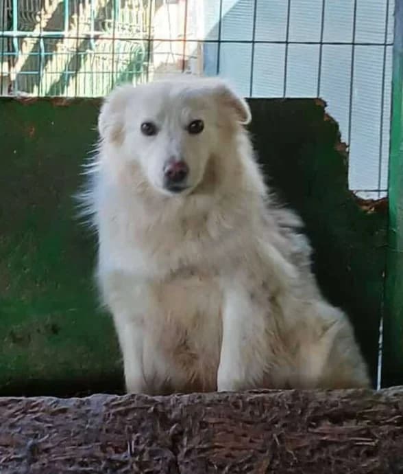 BAMBAM, male Mixed Breed for adoption at Hundehilfe Lucky Stray e.V.