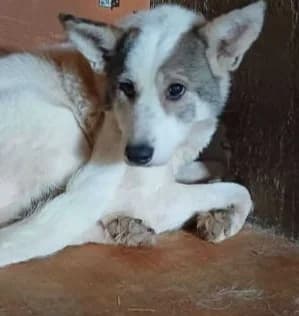CHARLY, female Mixed Breed for adoption at Hundehilfe Lucky Stray e.V.