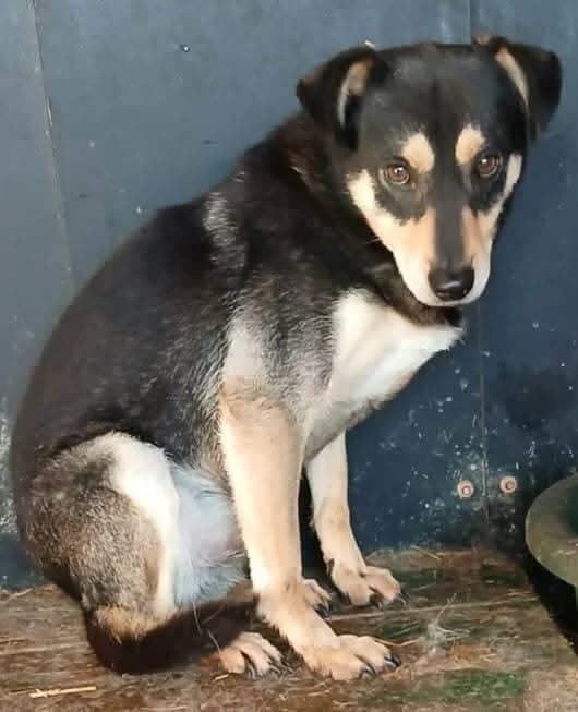 COOPER, male Mixed Breed for adoption at Hundehilfe Lucky Stray e.V.