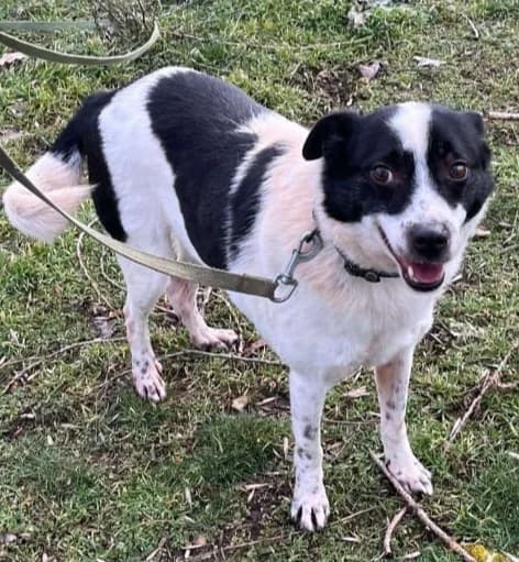 LUI, male Mixed Breed for adoption at Hundehilfe Lucky Stray e.V.