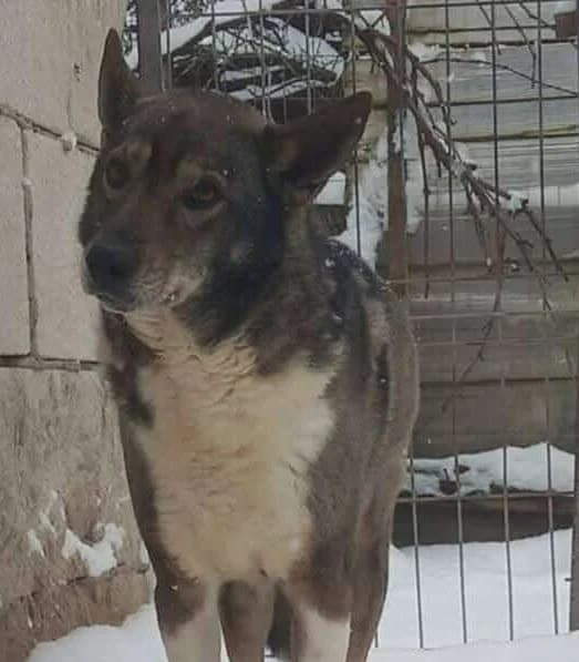 NELSON, male Mixed Breed for adoption at Hundehilfe Lucky Stray e.V.