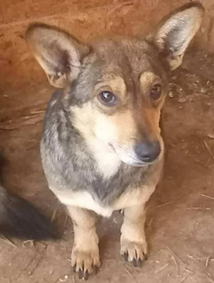 SARI, male mixed breed for adoption at Hundehilfe Lucky Stray e.V.