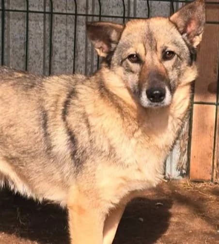 DรSIRรE, female Mixed Breed for adoption at Hundehilfe Lucky Stray e.V.