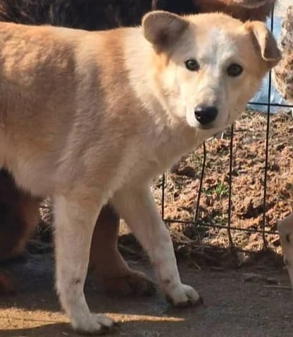 CLARA, female Mixed Breed for adoption at Hundehilfe Lucky Stray e.V.