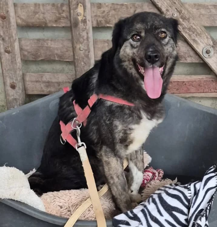 SALSA, female Mixed Breed for adoption at Hundehilfe Lucky Stray e.V.